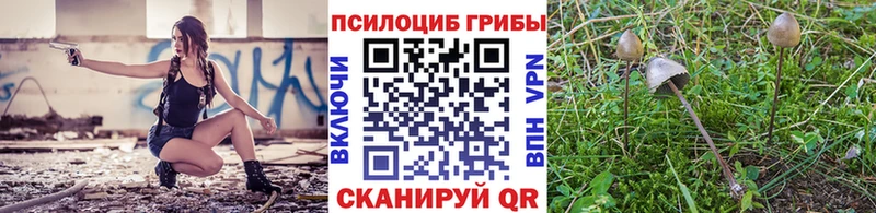 Псилоцибиновые грибы Cubensis  Купить  Гвардейск 